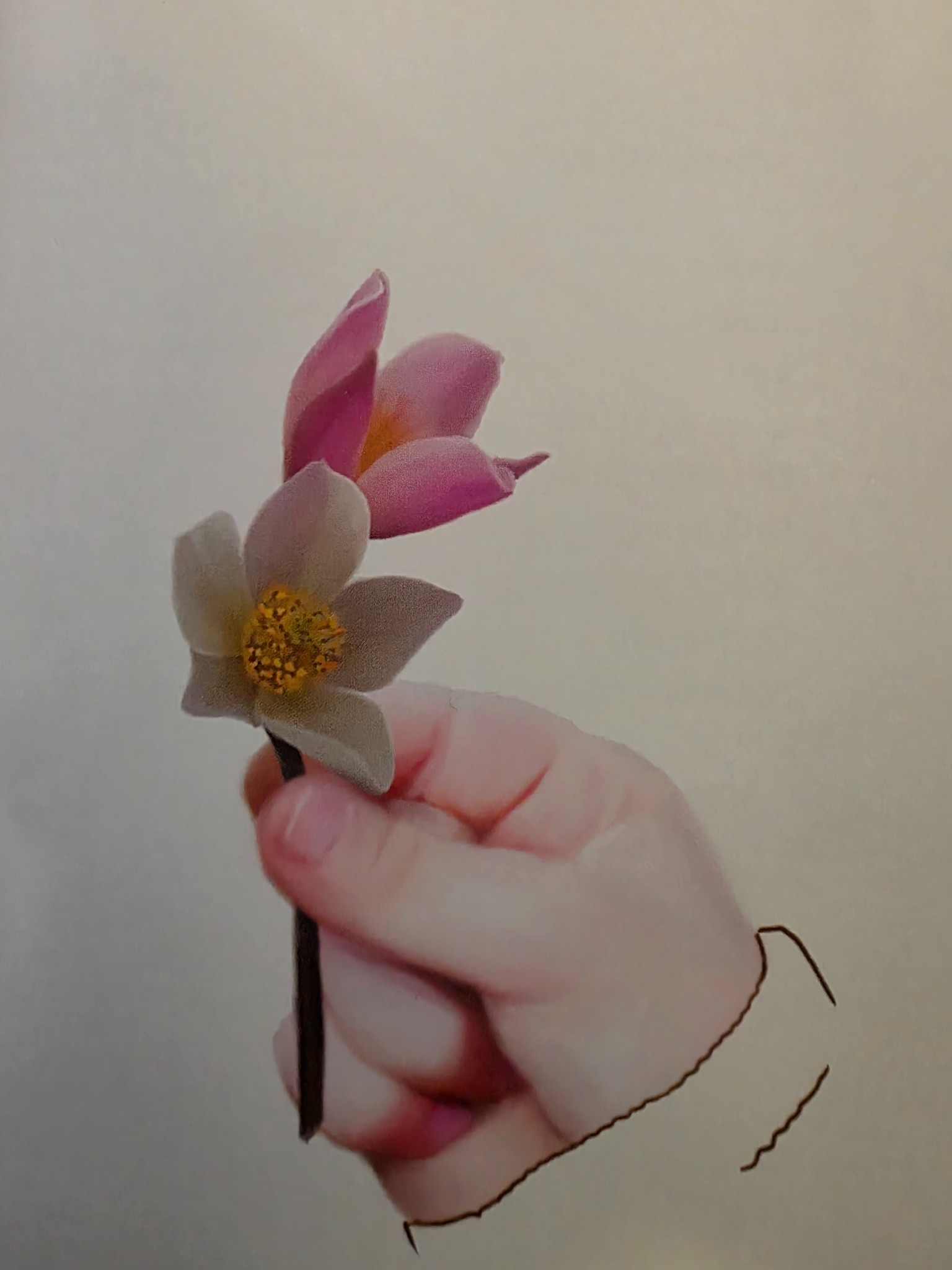 Illustrasjon av en hånd som holder to rosa og hvite blomster